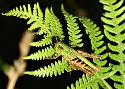 Réf. 243 405 : Pseudochorthippus parallelus